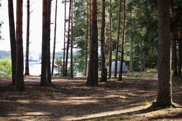 One tourist camp tent among pine trees in Russian forest on shore of Volga river with floating ship...