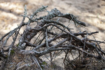 Pine tree dry roots close up on air on sandy background at Sunny summer day