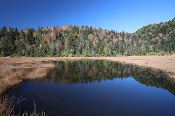 reflection of trees in the pond