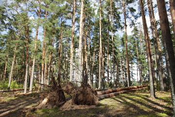 Big fallen pine trees trunks in a Russian forest with sand ground after windstorm on a Sunny summer...