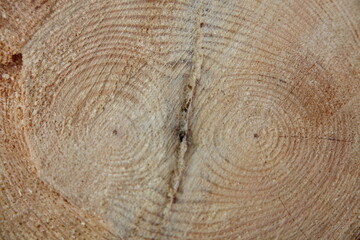 Fresh cut of a double pine tree trunk with twin annual rings close up surface