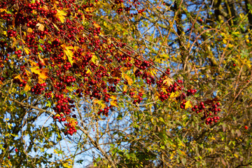 Branch with fresh red hawthorn berries, also called Crataegus, quickthorn or thornapple