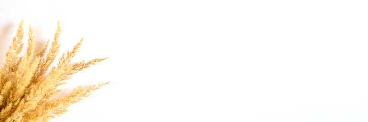 pampas grass bunch of yellow dry ears poaceae isolated on white background. flat lay, top view,...