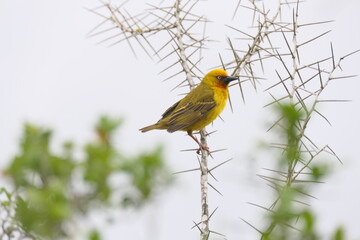 Der Kapweber (Ploceus capensis) ist in Südafrika, Lesotho und Swasiland endemisch.