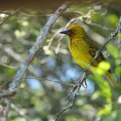 Der Kapweber (Ploceus capensis) ist in Südafrika, Lesotho und Swasiland endemisch.