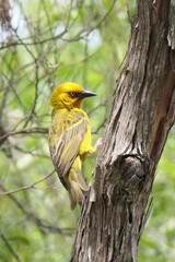 Der Kapweber (Ploceus capensis) ist in Südafrika, Lesotho und Swasiland endemisch.