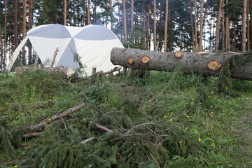 Big fallen pine tree trunk next to a camp tent in a European forest clearing after hurricane on a...