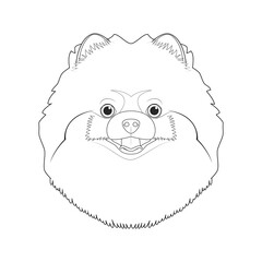 Pomeranian or Spitz dog easy coloring cartoon vector illustration. Isolated on white background