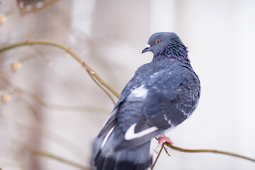 A Pigeon sits on a snow-covered tree in winter