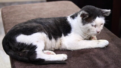 One washed black white stray cat on lounge at home, pet care