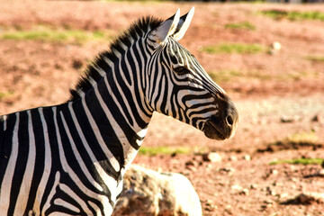 zebra in the wild