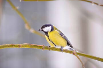 A titmouse sits on a snow-covered tree in winter