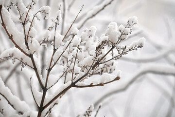 white branch in the snow in winter