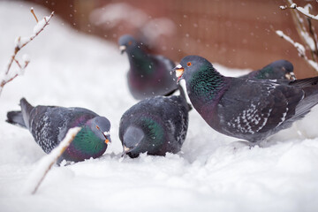 Pigeons in the snow in winter