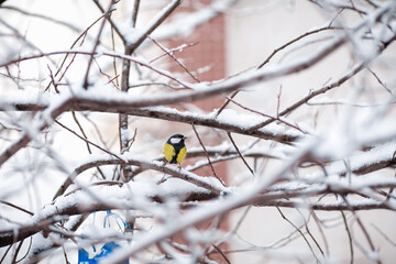 A titmouse sits on a snow-covered tree in winter