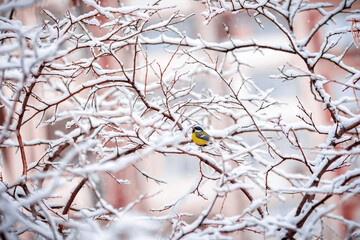 Fototapeta premium A titmouse sits on a snow-covered tree in winter