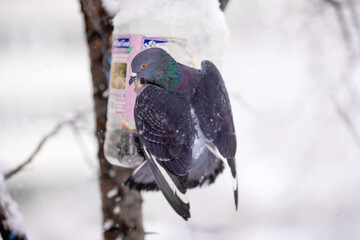A Pigeon sits on a snow-covered tree in winter