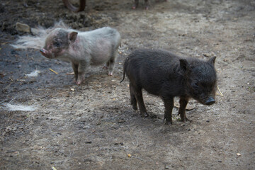 Two small piglets pig pink and black playing front.