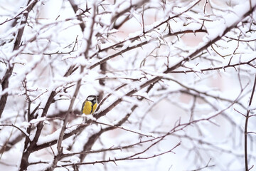A titmouse sits on a snow-covered tree in winter