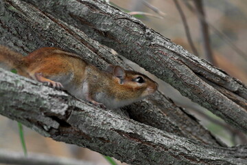 Chipmunk