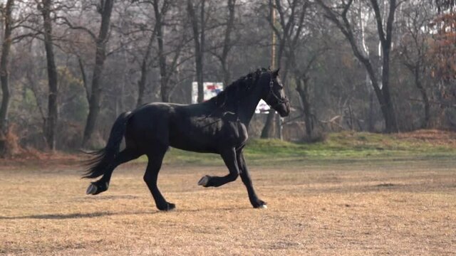 A beautiful Black Friesian horse trotting through the field in slow motion