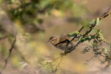 Common chiffchaff small bird 