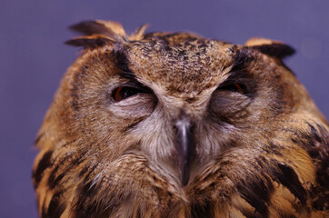 Great Horned Owl