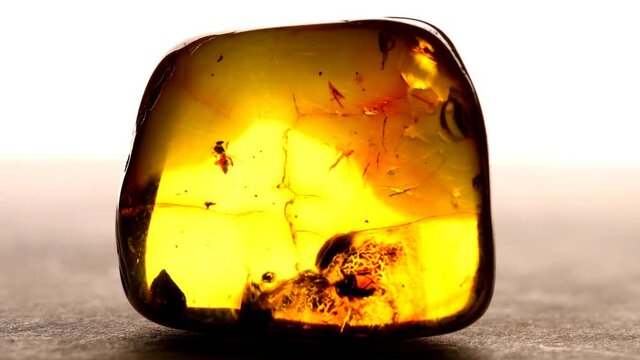 amber with embedded ant on a turn table