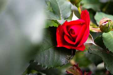 beautiful red rose
