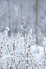 Dry grass covered with frost. Abstract natural background. Beautiful pattern in neutral colors. Selective focus.