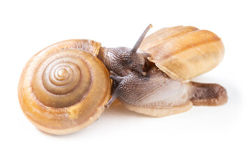 Snails doing the process of reproduction on white background