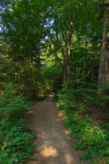 summer forest landscape vertical picture photography dirt trail path way between green trees foliage