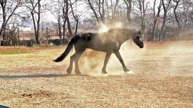 Black Frisian horse shakes dust from himself and begins to walk. Slow motion HD