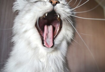 british cat yawns