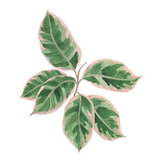 Watercolor painting ficus plant, isolated on white. Design element