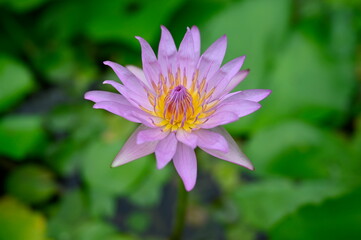 Obraz premium A purple lotus with bright yellow stamens in the center, Nymphaea Cyanea Roxb (Water Lily) on a blurred green background. This is a lightly fragrant aquatic plant that blooms all year round and is oft