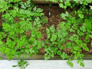 Organic cilantro is grown in pots in the backyard for use in cooking or for decorating food. A small herbaceous plant. Properties - help nourish the eyes. Helps to improve appetite, cure thirst
