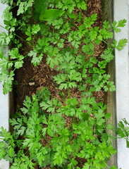 Coriander is planted in pots in the backyard organic garden for use in cooking or decorating foods. A small herbaceous plant. Properties - help nourish the eyes. Help appetite to cure thirst.
