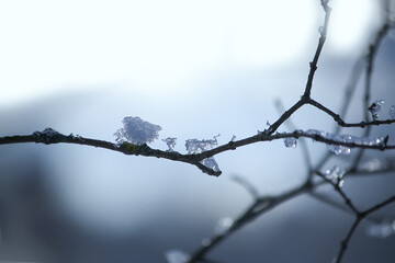 Ice on the bare tree branch outdoors. Subfreezing temperature in wintertime.