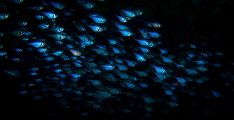 Schooling Fishes, Rottnest Island, Perth Western Australia