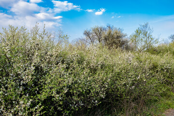 View from the bottom up on the tops of deciduous trees with yellow and green leaves on the background of a very beautiful colorful sky with lblaks. Pleasant time of year in the fresh air, beautiful na