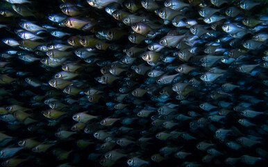 Schooling Fishes, Rottnest Island, Perth Western Australia
