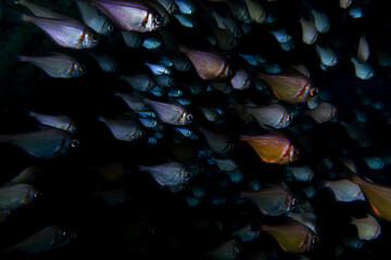 Schooling Fishes, Rottnest Island, Perth Western Australia