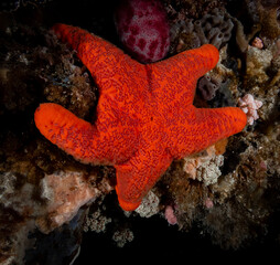 Starfish, Rottnest Island, Perth Western Australia