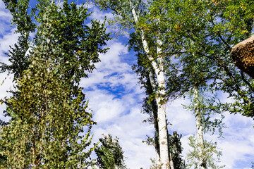 View from the bottom up on the tops of deciduous trees with yellow and green leaves on the background of a very beautiful colorful sky with lblaks. Pleasant time of year in the fresh air, beautiful na