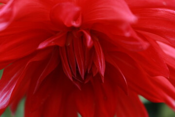 red silk flower