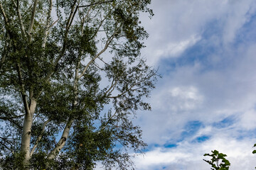 View from the bottom up on the tops of deciduous trees with yellow and green leaves on the background of a very beautiful colorful sky with lblaks. Pleasant time of year in the fresh air, beautiful na