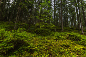 green forest floor with different plants in the forest