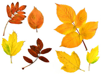 Autumn leaves of different plants on a white background