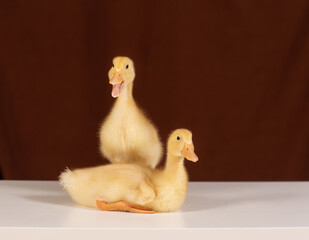 two beautiful ducklings together on a brown background
